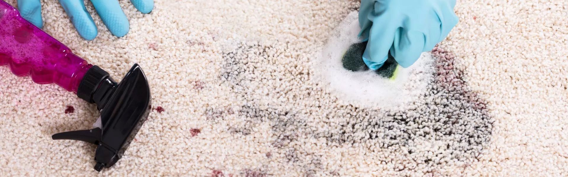 Eine Person mit Gummihandschuhen die ein Teppich reinigt